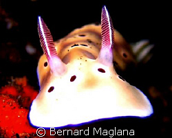 UP CLOSE/DuCoMi Pier,Dauin,Negros Oriental by Bernard Maglana 